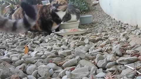 How To Feed Feral Cats 🐾