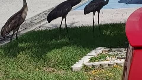 I Love Sand Hill Cranes