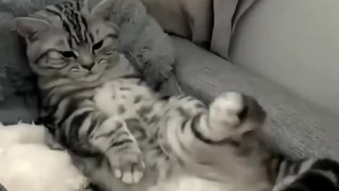 Funny cat videos