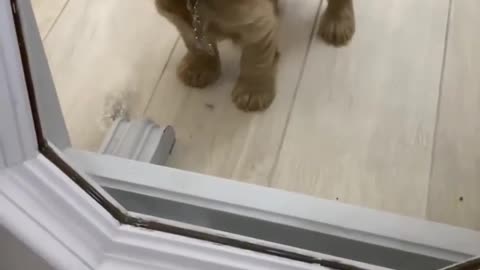 The cute pup on glass