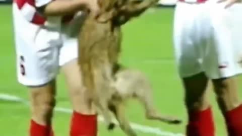 animals in football match