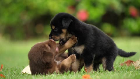 Funny puppies, affectionate towards each other.