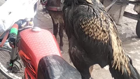 Rooster 🐓 Video By Kingdom of Awais