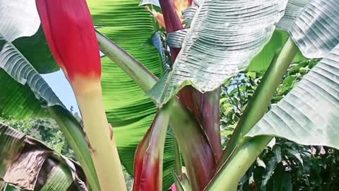 banana flower | daily life