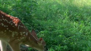 Barnyard Buddies Play under Tree