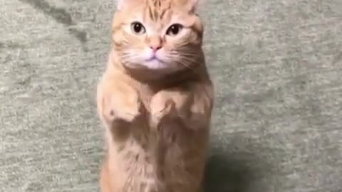 high five with cute cat