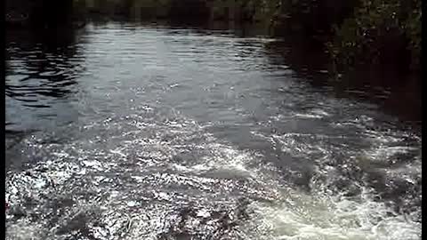 River Dolphins Show Tourists a Good Time