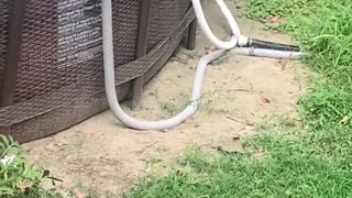 Tuckered Bear Goes for a Backyard Swim