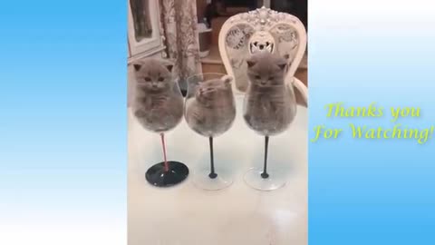 Funny video Pets Don't try to hold back Laughter