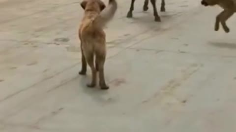 Funny moment animal viral