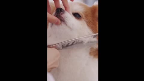 The dog fell asleep while trimming its hair