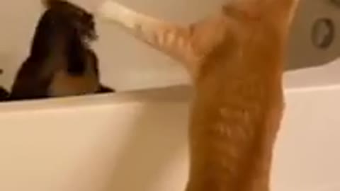 Cute cat fight