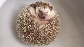 Floating hedgehog really enjoys bath time