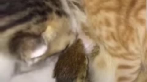 cat mom feeding cat baby and squirrel baby in together