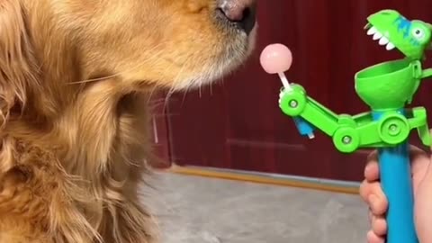 Funny dog video😆😆