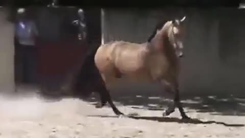 Watch a Horse Show a Bull Who's The Boss