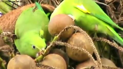 Couple Of Birds Eating Coconut Together