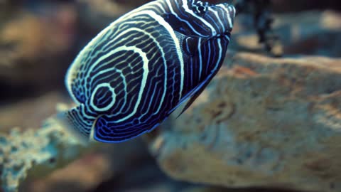 BEAUTY OF UNDERWATER SEALIFE VIDEO #27