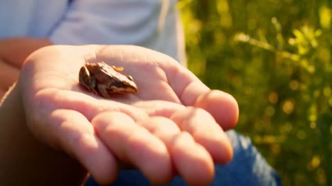 A child holds a small frog in his hand