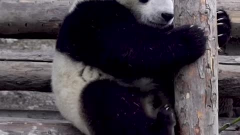 Cute panda is learning to climb a tree