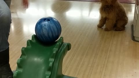 Bowling Doggo