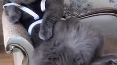 FLUFFY CAT EATING