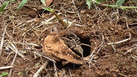 Wolf Spider Defends Its Territory