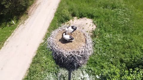 Drone footage of a stork nest on a pole,,,