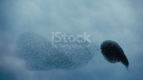 Murmuration of starlings against the sky at dusk on a cloudy day.