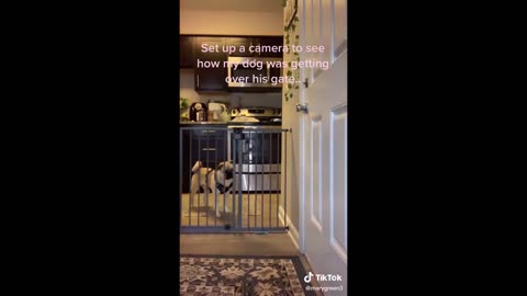 Funniest TikTok Animal Videos 🐶