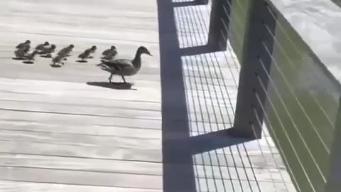 This is how the mother duck teaches the children to swim