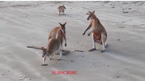 Kangaroo fight funny video 2022#@32