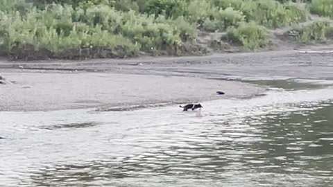 Happy dog plays with its owner in river