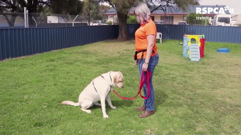 Dog training: Teach your dog how to sit and drop