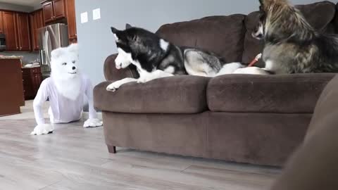 Husky Pranked By Wolf Mask!