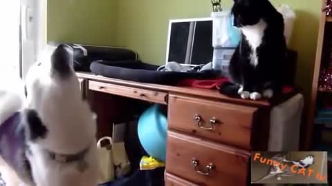 Dogs and cat meeting for the first time with each other/ funny reaction