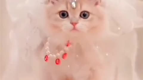 cute cat