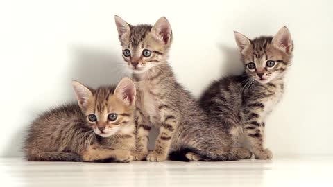 Cute Kittens Against White Background!