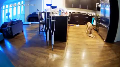 Dog Caught On Camera! dog cruising the kitchen counter Live on Furbo 360 camera