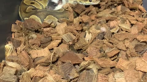 Snake Makes Friends With Food