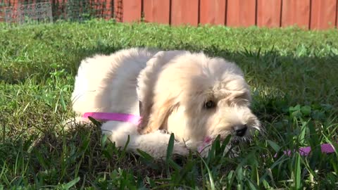 How to Teach your Puppy to Sit and Stay