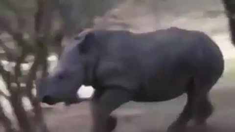 Rhino vs giraffe.. Got adorable back kick 🤣