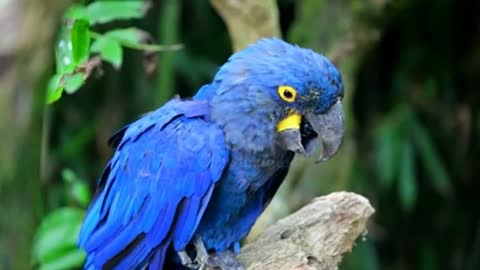 Blue Arara