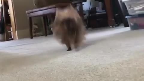 Small brown dog runs to camera while woman plays piano