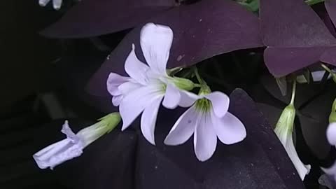 lavandula and oxalis