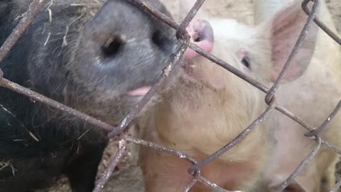 cute pigs, wild and domestic pig.