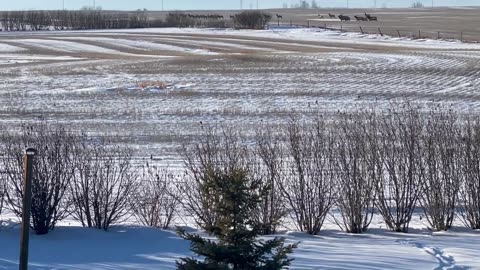 Elk herd on the Capital Power Aldersyde project lands Feb 22, 2023