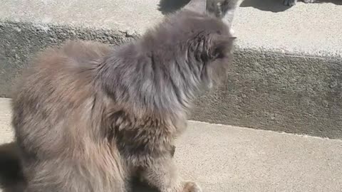 Kanochi Ninja kitty meets her new siblings, and shows off her ninja skills