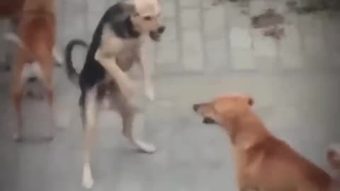 Dogs funny fights clip #funny #dogs #comedy