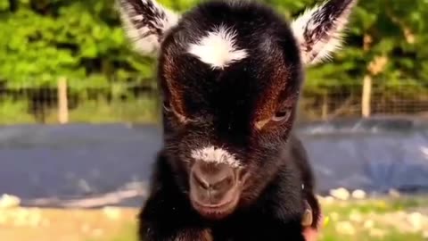 Baby Goats!!!!